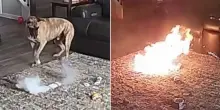 Il cane Colton incendia casa mordendo una batteria al litio: salvo per miracolo
