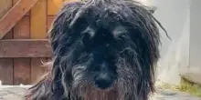 Rapito e ritrovato dopo 13 anni, la sua famiglia non lo vuole più ma per il cane Rufus c’è speranza
