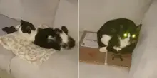 Si sveglia e trova due gatti che dormono sul divano, ma nessuno dei due è il suo