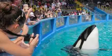 Dopo 70 anni Miami chiude il parco acquatico Seaquarium, è stata la prigione dell’orca Lolita