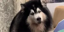La reazione del cane Pelo davanti a un topo è irresistibile: “Dov’è il gatto quando serve?”