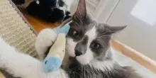 Rhet, il gatto paralizzato dalla paura che cercava solo una persona tutta sua