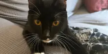 Lacrime di gioia per Joey, il gatto disabile sopravvissuto agli abusi ha trovato una casa per sempre
