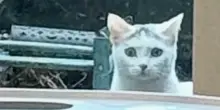Un gatto dall’aria dubbiosa sbircia dalla finestra ogni giorno, finché non trova quello che cercava