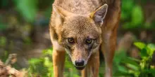 Trentino, sciacallo dorato investito in Val di Fiemme: cresce l’allarme per gli incidenti con la fauna selvatica