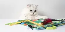 A ognuno il proprio gioco: come scegliere quello giusto per il nostro gatto
