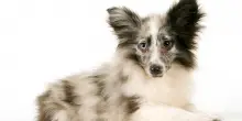 Coda, orecchie, peli e postura: il linguaggio non verbale del cane