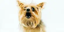 Abbaio, ringhio e ululato del cane: significati e interpretazioni