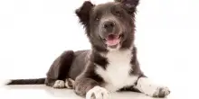 Come capire quando un cane è stressato o felice