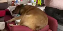 La storia di Osito, cane randagio che entra in un negozio per animali e si addormenta in un cuccia