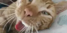Dopo quattro anni di silenzio, il gatto Cheeto torna a casa: la sua ultima lezione d’amore