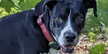 Pensavano fosse un Labrador, ma il cane Emma ha sorpreso tutti: la sua è una vera rarità