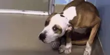 Il cane Chay teme di uscire dal suo box: il motivo spezza il cuore ma per lui arriva una sorpresa
