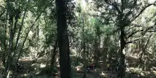 La foresta come cappotto termico: l’esempio di Poggio Tre Cancelli