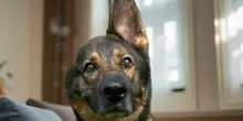 Ginger, il cane unicorno, non riceve visite durante l’evento di adozione, poi accade il miracolo