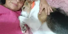La sua umana muore e il cane Nanà perde tutto: ora cerca una nuova famiglia per tornare felice