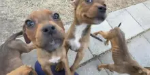Quattro cuccioli di cane abbandonati fermano un’auto per chiedere aiuto e la loro vita cambia