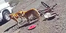 Escursionista trova due cani legati a una bicicletta nel deserto, un gesto cambia il loro destino