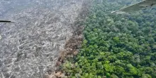 Fao: la deforestazione nel mondo rallenta, ma non basta