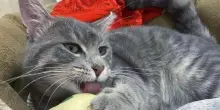 La rinascita del gatto Musso: per anni ha evitato ogni mano tesa, poi un giorno ha deciso di fidarsi