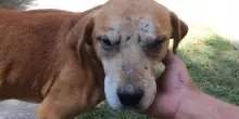 La vita al buio del cane Zuca, illuminata dalla gentilezza di chi ha creduto in lui