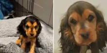 L’allevatore scarta Lilly perché cieca, ma questo cane ha scoperto che esiste una vita diversa