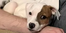 Un cane raggomitolato per strada nascondeva un segreto che ha portato in salvo dieci vite
