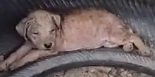 Gettato via come spazzatura, il cane Ravioli oggi corre felice: la sua rinascita è un inno alla vita