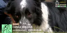 Videoadozioni Canile Bibiana: il cane Robin cerca una casa