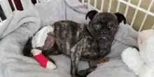 La rinascita del cane Matilda, il “Carlino dell’amore” che ha sfidato la morte ed è tornato a vivere