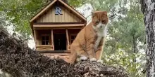 Costruisce una casa sull’albero per il suo gatto timido, la reazione di Ravioli vi sorprenderà