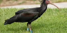 Bracconaggio in Valtellina: uccisi due ibis eremita, denunciato un cacciatore