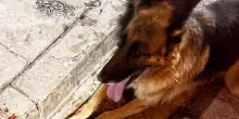 Cane trascinato per quasi sei chilometri con l'e-bike, due denunciati. Il sindaco: “Adotterò Bella”