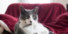 Quello che il gatto Panini fa ogni volta che rimane da solo a casa fa piangere la sua proprietaria