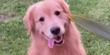 Il cane Bruce non si arrende: da settimane cerca ancora la sua pallina scomparsa nel cespuglio