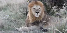 L’ultimo ruggito di Oloshipa, la morte avvolta nel mistero di un iconico leone del Masai Mara