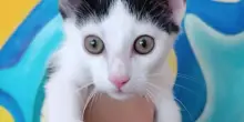 Eros, il gatto “fuseggiatore” ha trovato la sua famiglia grazie ai lettori di La Zampa