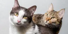 In Turchia il primo “assegno di mantenimento” per due gatti: un divorzio che fa storia