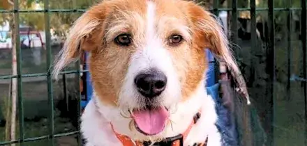 Lieto fine per Nanà, il cuore del cane rimasto orfano ha trovato un luogo felice nel mondo