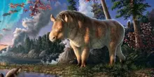 Scoperta in Canada una nuova specie estinta: l’Epiaceratherium itjilik, il “rinoceronte artico”