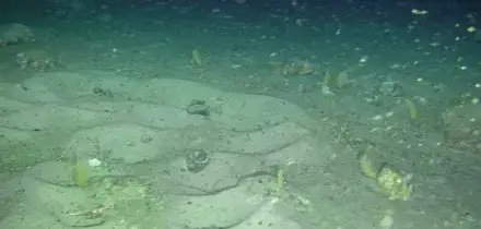 Scoperta in Antartide la “città” segreta dei merluzzi