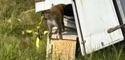 Fuga di scimmie da laboratorio in Mississippi, tre ancora libere. Cinque uccise per un incredibile “errore”