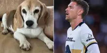 Il cane Halo scompare in Messico: dopo settimane d'angoscia il calciatore Aaron Ramsey rompe con i Pumas e torna in Europa