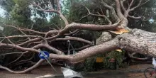 Violento nubifragio in Romagna. Grandine e vento, centinaia di alberi caduti. “Ma spiagge aperte”