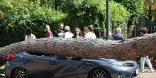 Bomba d’acqua, paura in Riviera. Strage di alberi ma spiagge riaperte