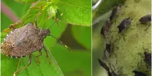 Allarme cimice asiatica in Emilia-Romagna e nel Nord Italia: “Frutteti devastati”