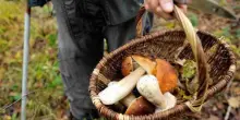 Boschi pieni di funghi e cercatori: un giovane aggredito nel suo terreno per questione di porcini