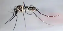 West Nile, morto uomo di 90 anni a Cinisello: è la prima vittima in Lombardia. I casi salgono a 12