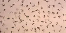 West Nile, quarta vittima in Campania: muore 76enne di Maddaloni