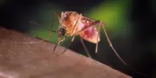 West Nile, sette le vittime in Campania: morti altri due anziani nel Casertano